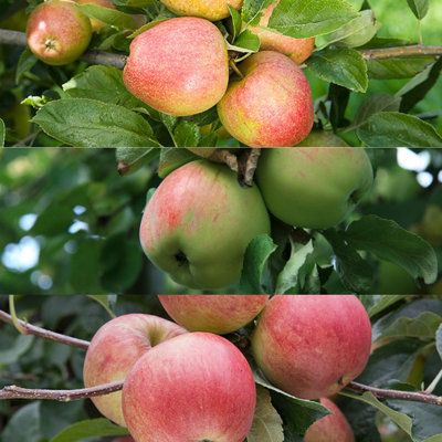 Apple Tree - Mixed Varieties - Patio Fruit Tree 2-4ft in 5 Litre Pot - 3