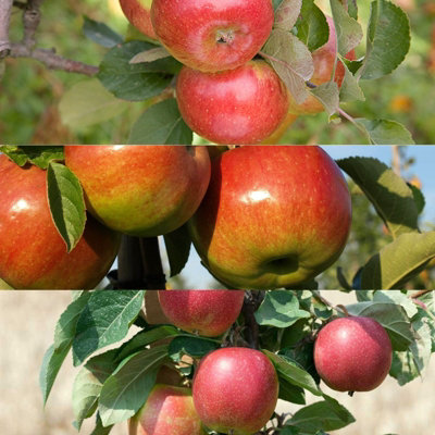 Apple Tree - Mixed Varieties - Patio Fruit Tree 2-4ft in 5 Litre Pot - 4