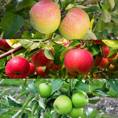 Apple Tree - Mixed Varieties - Patio Fruit Tree 2-4ft in 5 Litre Pot - 5