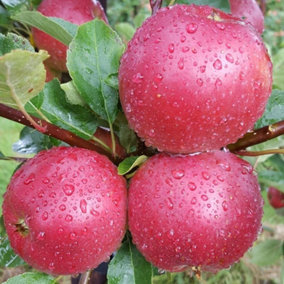 Apple Worcester Pearmain Edible Dessert Apple Outdoor Fruit Tree 11.5L Pot 1.2m