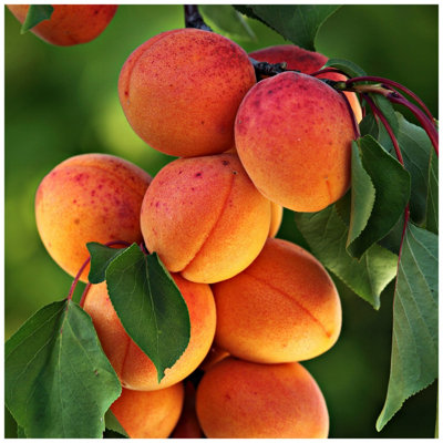 Apricot Bergeron Tree 3-4ft In 6L Pot Self-fertile Sweet & Tasty Orange Flesh