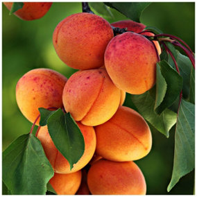 Apricot Bergeron Tree 4-5ft In 6L Pot Self-fertile Sweet & Tasty Orange Flesh