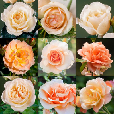 Apricot Rose - Outdoor Plant, Stunning Colour, Ideal for Gardens ...