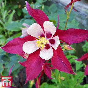 Aquilegia caerulea Crimson Star 9cm Potted Plant x 1