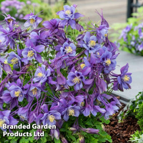 Aquilegia Earlybird Purple Blue Garden Ready - 30 Plants