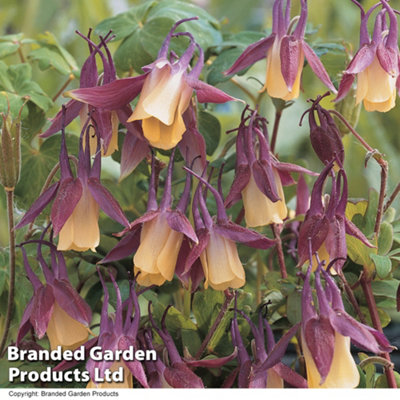 Aquilegia flabellata Blackcurrant Ice 1 Seed Packet (40 Seeds)