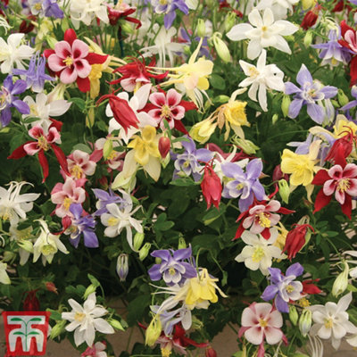 Aquilegia Mckana Hybrids 6 Bare Root Plants