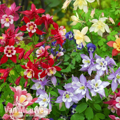 Aquilegia Mrs Scott Elliot 24 Plug Plants