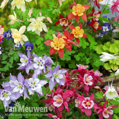 Aquilegia Mrs Scott Elliot 6 Plug Plants - 3