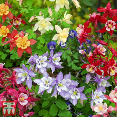Aquilegia Mrs Scott Elliott 15 Garden Ready Plants