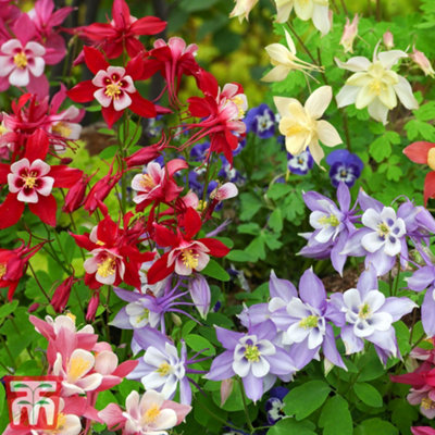 Aquilegia Mrs Scott Elliott 15 Garden Ready Plants