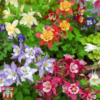 Aquilegia Mrs Scott Elliott 15 Garden Ready Plants - 3