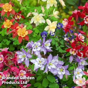 Aquilegia Mrs Scott Elliott 9cm Potted Plant x 3
