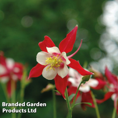 Aquilegia Red Dream 5 PostiPlug Plants
