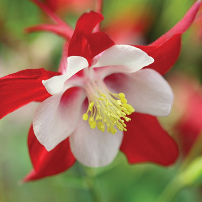 Aquilegia Red Dream 5 PostiPlug Plants