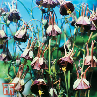 Aquilegia Viridiflora Chocolate Soldier 1 Packet (15 Seeds)
