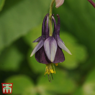 Aquilegia Viridiflora Chocolate Soldier 1 Packet (15 Seeds) - 3