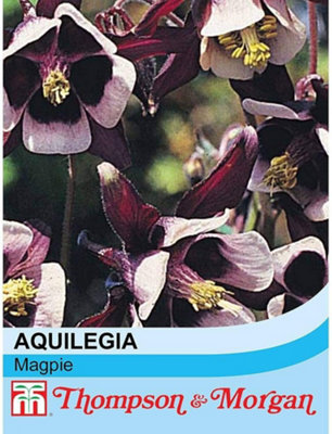 Aquilegia Vulgaris Magpie 1 Packet (75 Seeds)