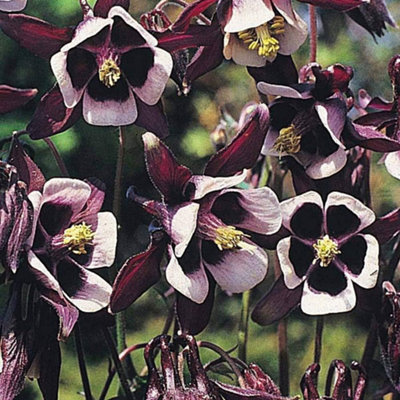 Aquilegia Vulgaris Magpie 1 Packet (75 Seeds)