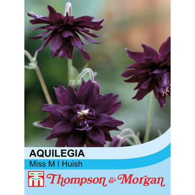 Aquilegia Vulgaris Miss M.I. Huish 1 Seed Packet (50 Seeds)