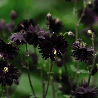 Aquilegia vulgaris var. stellata 'Black Barlow' - 9cm Potted Plants x 3