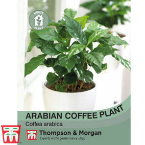 Arabian coffee plant 1 Seed Packet (30 Seeds)