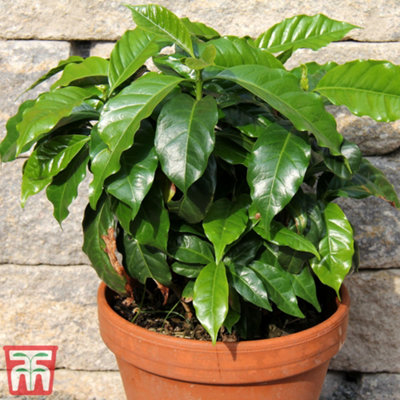 Arabian coffee plant 1 Seed Packet (30 Seeds)