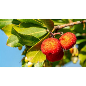 Arbutus Unedo Compacta The Evergreen Strawberry Tree Shrub Supplied in a 2 Litre Pot