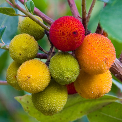 Arbutus Unedo Small Garden Fruit Tree - Evergreen Foliage, Compact Size ...