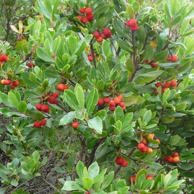 Arbutus Unedo Small Garden Fruit Tree - Evergreen Foliage, Compact Size ...