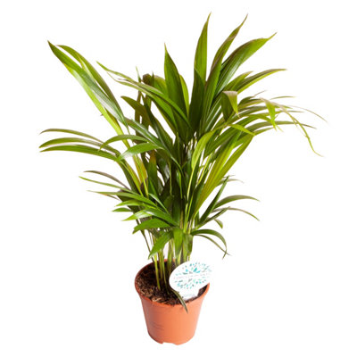 Areca Palm (Butterfly Palm), Indoor House Plant, Easy to Care For, 50-60cm Tall, 14cm Pot
