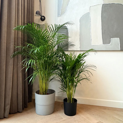 Areca palm Golden Cane - Dypsis lutescens - Height 100-120cm - Pot 21cm