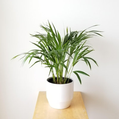 Areca Palm in 12cm Pot - Dypsis Lutescens Palm - Air Purifying Evergreen Plant
