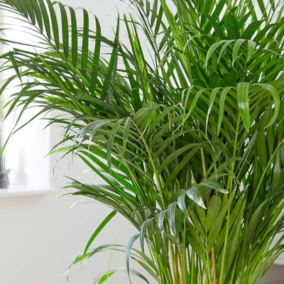 Areca Palm in 12cm Pot - Dypsis Lutescens Palm - Air Purifying Evergreen Plant
