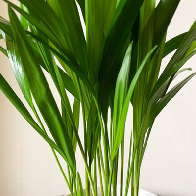 Areca Palm in 12cm Pot - Dypsis Lutescens Palm - Air Purifying Evergreen Plant - 3