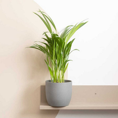 Areca Palm in 12cm Pot - Dypsis Lutescens Palm - Air Purifying Evergreen Plant - 4