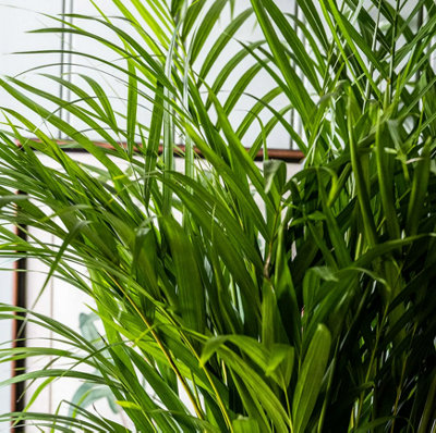 Areca Palm in 12cm Pot - Dypsis Lutescens Palm - Air Purifying Evergreen Plant - 5