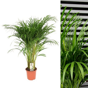 Areca Palm in 19cm Pot - Dypsis Lutescens Palm 90cm-100cm in Height