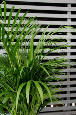 Areca Palm in 19cm Pot - Dypsis Lutescens Palm 90cm-100cm in Height - 3