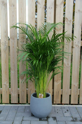 Areca Palm in 19cm Pot - Dypsis Lutescens Palm 90cm-100cm in Height - 4