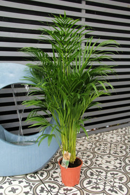 Areca Palm in 19cm Pot - Dypsis Lutescens Palm 90cm-100cm in Height - 5