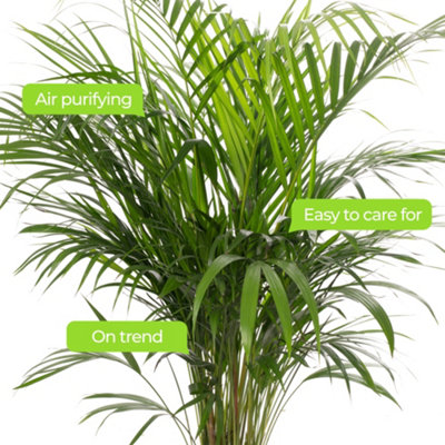Areca Palm - Lush Tropical Houseplant for Indoor Spaces (100-120cm Height Including Pot)