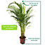 Areca Palm - Lush Tropical Houseplant for Indoor Spaces (100-120cm Height Including Pot)