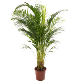 Areca Palm - Lush Tropical Houseplant for Indoor Spaces (120-140cm Height Including Pot)