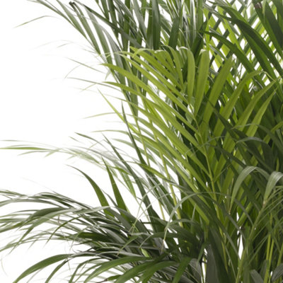 Areca Palm - Lush Tropical Houseplant for Indoor Spaces (120-140cm Height Including Pot)
