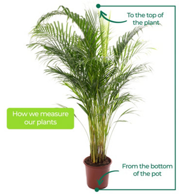 Areca Palm - Lush Tropical Houseplant for Indoor Spaces (120-140cm Height Including Pot)