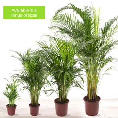 Areca Palm - Lush Tropical Houseplant for Indoor Spaces (120-140cm Height Including Pot) - 5