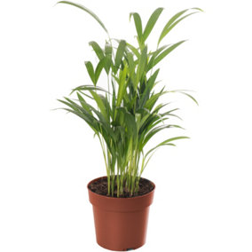 Areca Palm - Lush Tropical Houseplant for Indoor Spaces (30-40cm Height Including Pot)