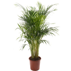 Areca Palm - Lush Tropical Houseplant for Indoor Spaces(50-60cm Height Including Pot)