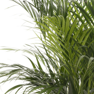 Areca Palm - Lush Tropical Houseplant for Indoor Spaces(50-60cm Height Including Pot)